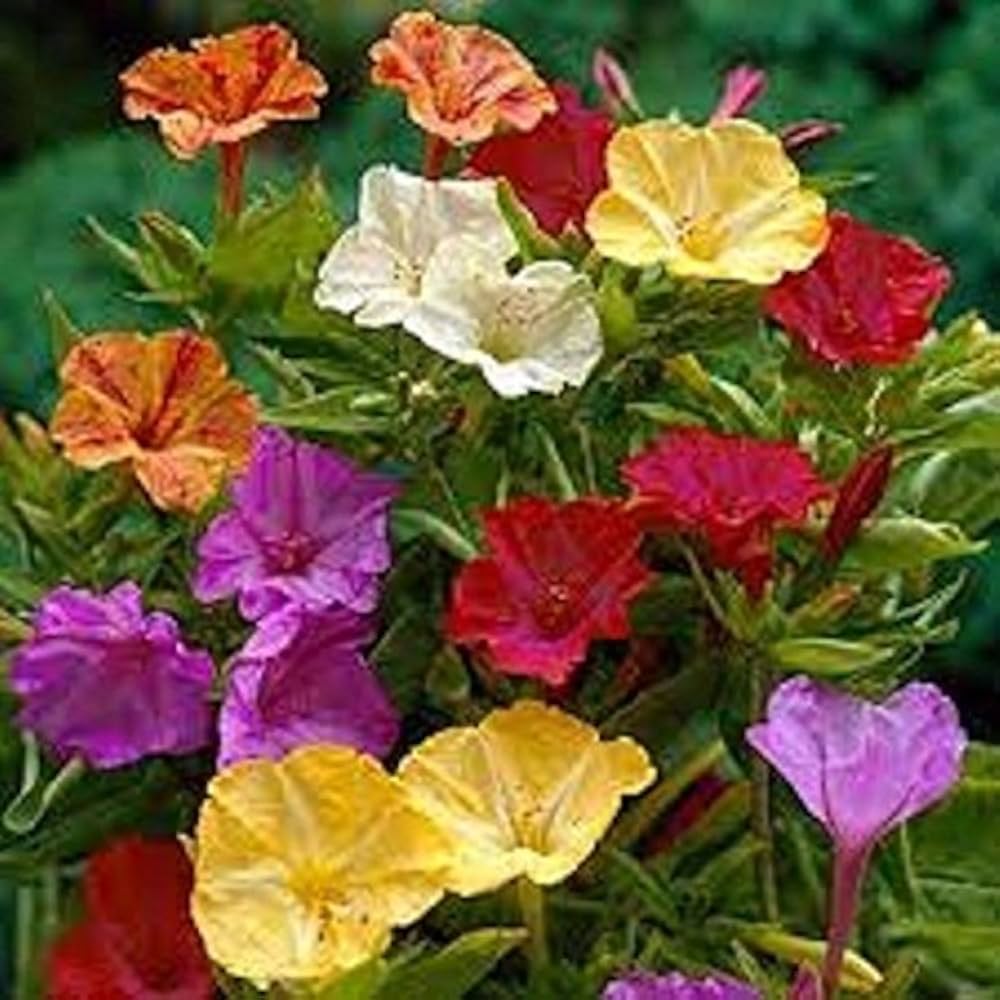 Four (o'clock flower Mirabilis jalapa mixed) for planting in garden